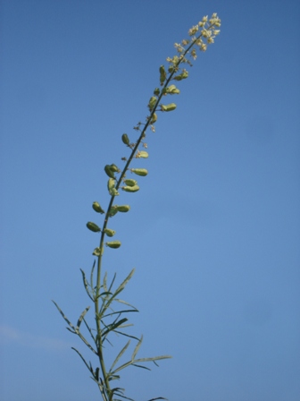   (Reseda lutea). 