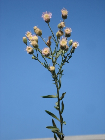   (Erigeron acris). 