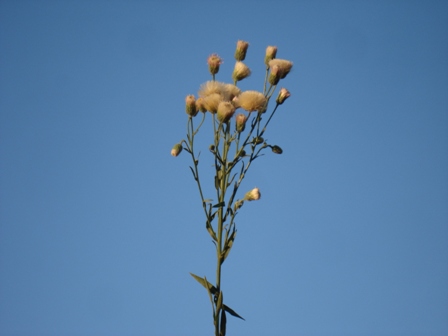   (Erigeron acris). 