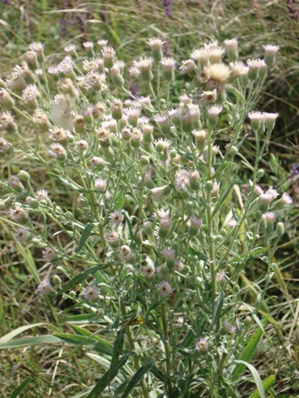   (Erigeron acris). 