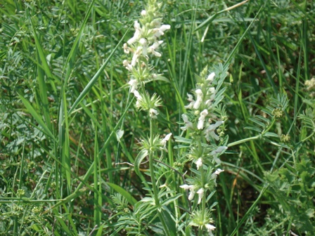   (Stachys recta) 