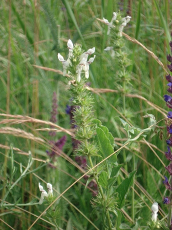   (Stachys recta) 