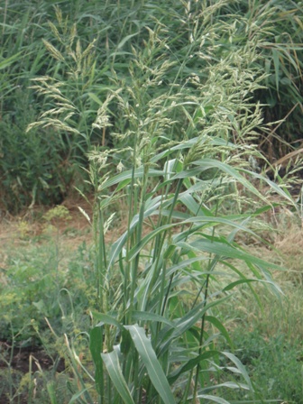   (Sorghum sudanense). 