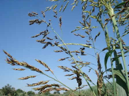   (Sorghum sudanense). 