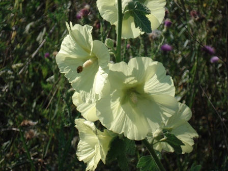 -  (Alcea rugosa),   