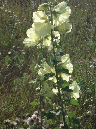 -  (Alcea rugosa),   