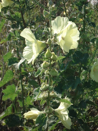 -  (Alcea rugosa),   