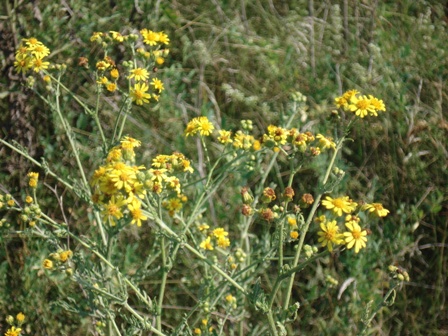   (Senecio erucifolius) 