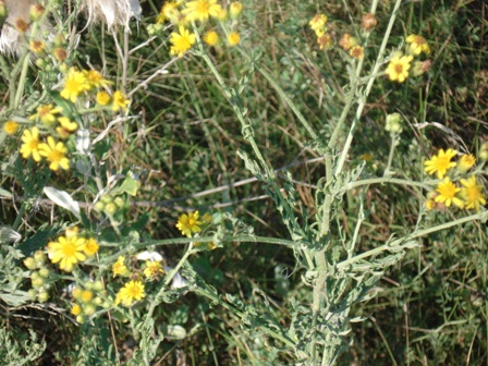   (Senecio erucifolius) 