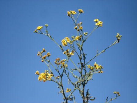   (Senecio erucifolius) 