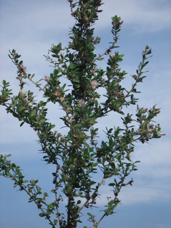   (Ononis spinosa),   (Ononis arvensis) 