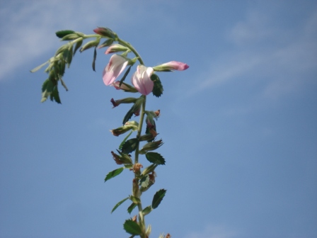   (Ononis spinosa),   (Ononis arvensis) 