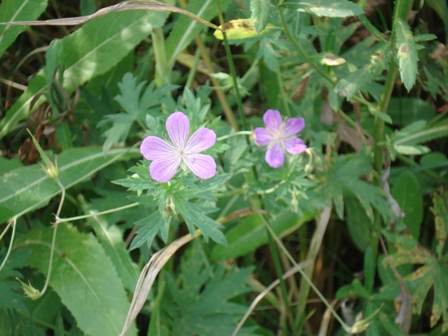   (Geranium collinum) 