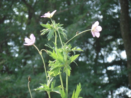   (Geranium collinum) 