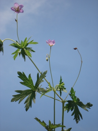   (Geranium collinum) 