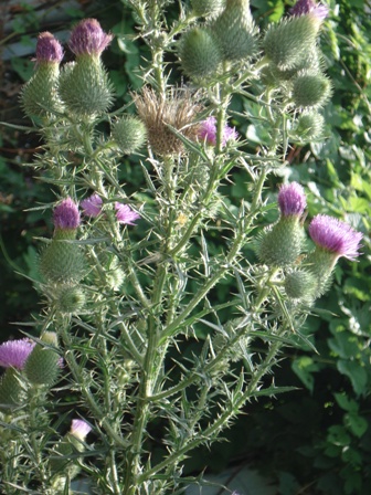   (Cirsium acarna) 