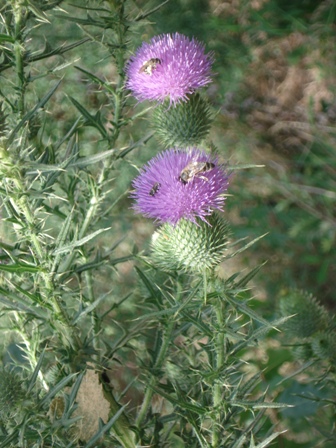   (Cirsium acarna) 