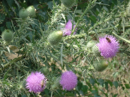   (Cirsium acarna) 