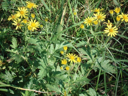   (Senecio jacobaea). 