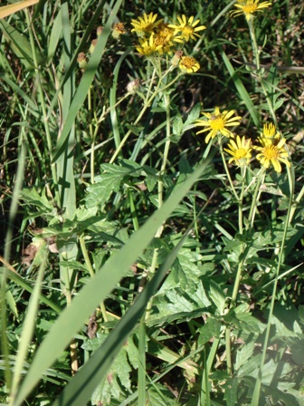   (Senecio jacobaea). 