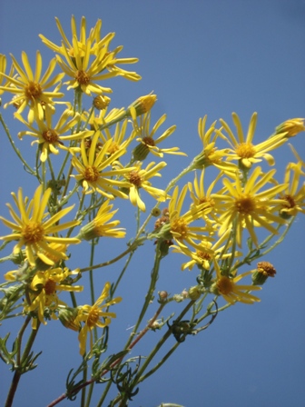   (Senecio jacobaea). 