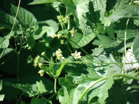   (Bryonia alba),   (Bryonia dioica) 
