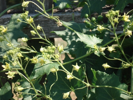   (Bryonia alba),   (Bryonia dioica) 