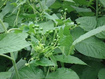   (Bryonia alba),   (Bryonia dioica) 