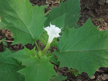   (Datura stramonium) 