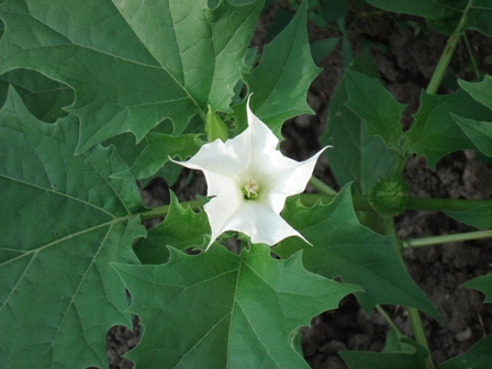   (Datura stramonium) 