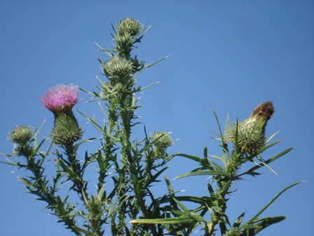   (Cirsium vulgare) 