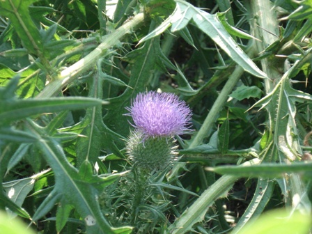   (Cirsium vulgare) 