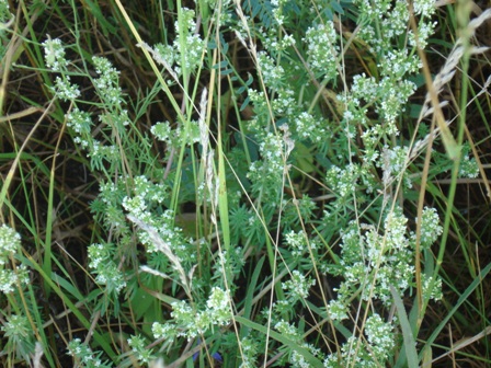   (Galium humifusum) 