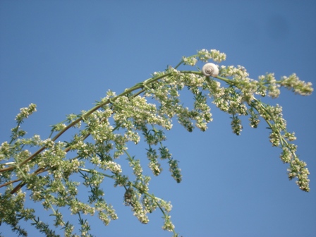   (Galium humifusum) 