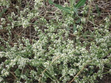   (Galium humifusum) 