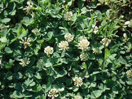   (Trifolium repens),   