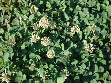   (Trifolium repens),   