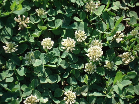   (Trifolium repens),   