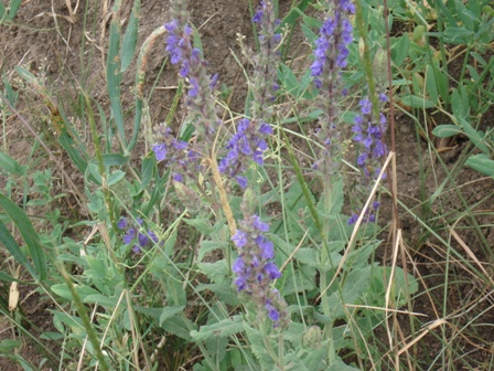   (Salvia stepposa) 