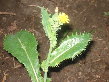   (Sonchus asper) 