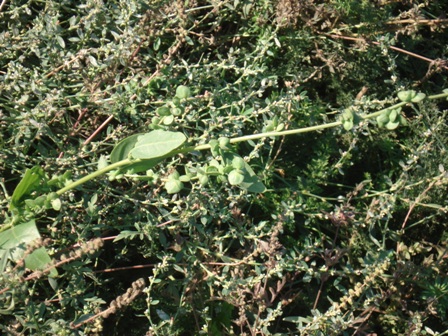   (Atriplex micrantha) 