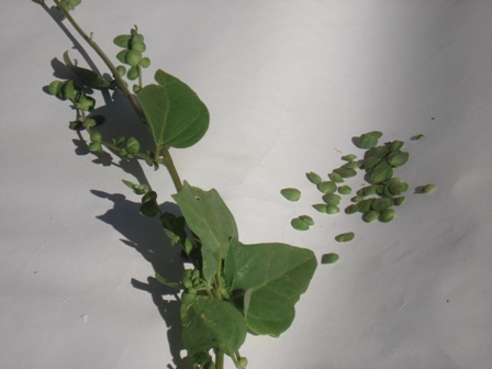   (Atriplex micrantha) 