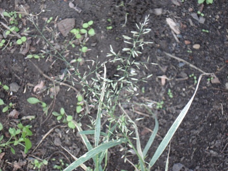   (Eragrostis minor) 