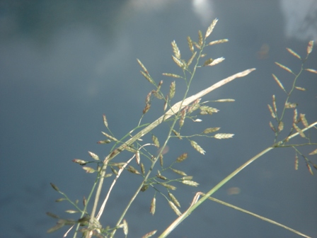   (Eragrostis minor) 