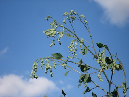   (Chenopodium murale) 