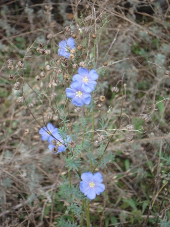 ˸  (Linum austriacum) 