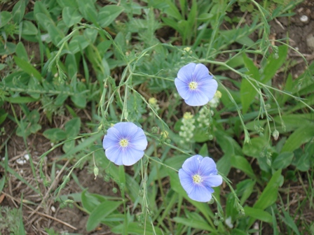 ˸  (Linum austriacum) 