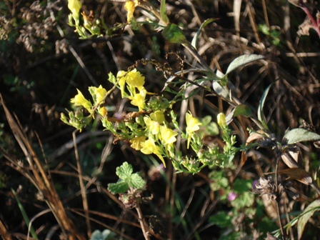   (Linaria genistifolia) 