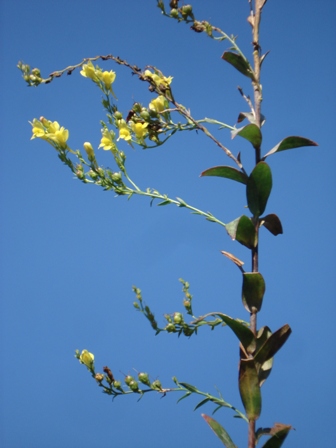   (Linaria genistifolia) 