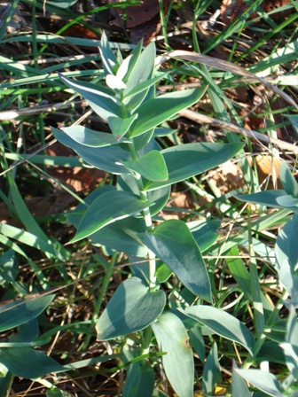   (Linaria genistifolia) 